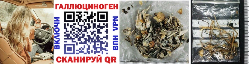 Псилоцибиновые грибы Psilocybine cubensis Долгопрудный